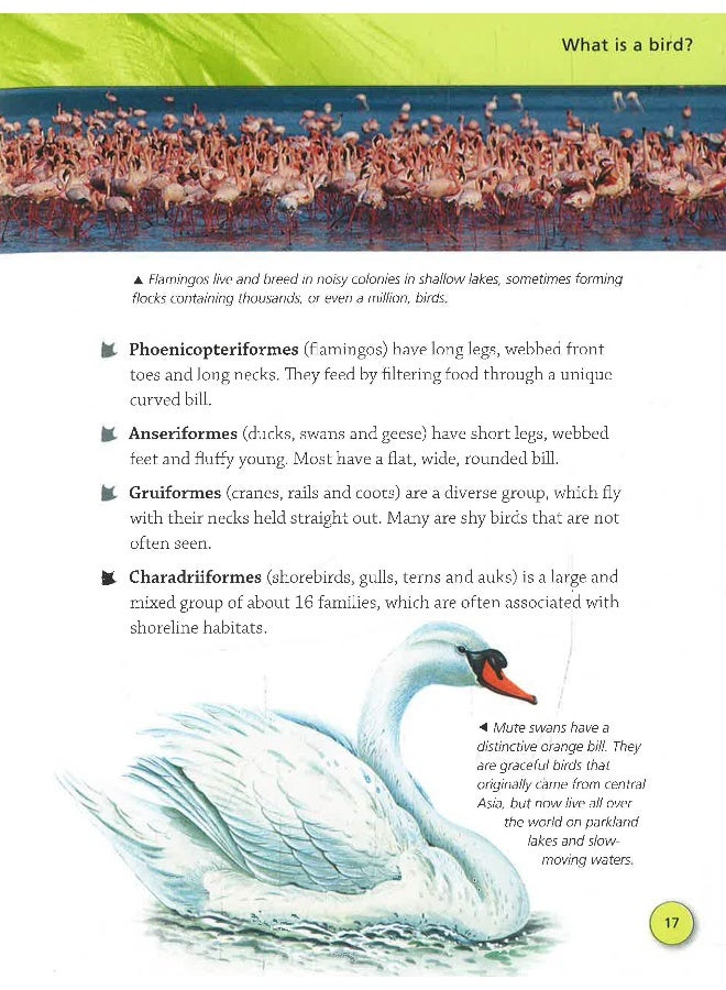 Encyclopedia Of Birds: An Incredible Flight Through The Avian World Paperback English by Jinny Johnson - 06 June 2019 - Image 4