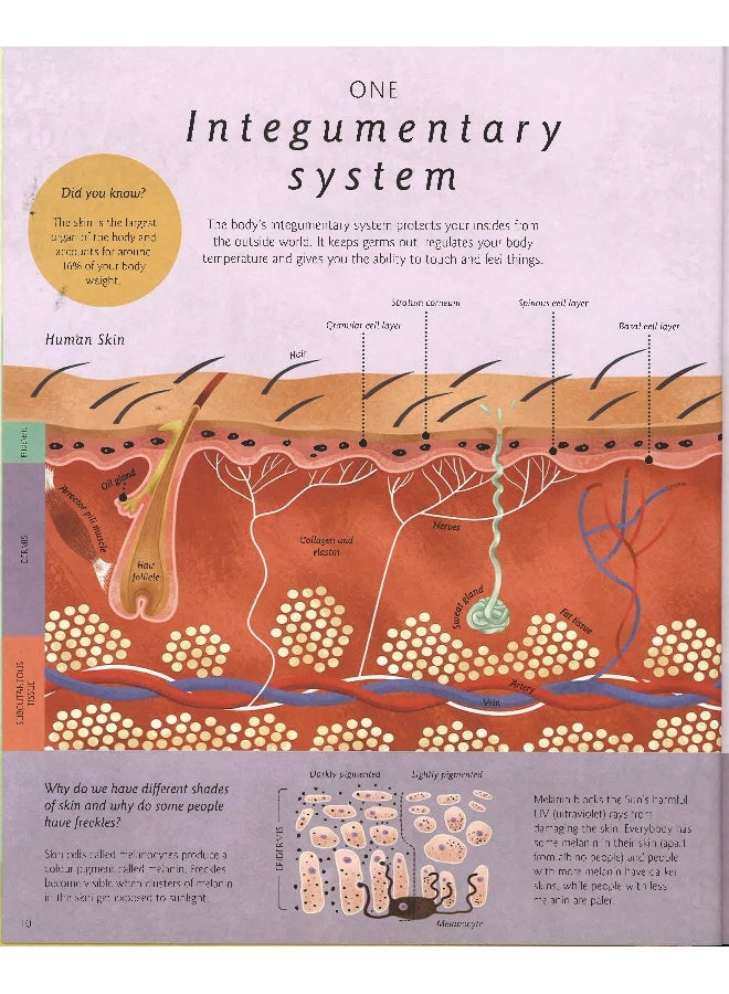 Humanantomy : How The Body Works Hardcover English by Nicola Edwards - Image 3