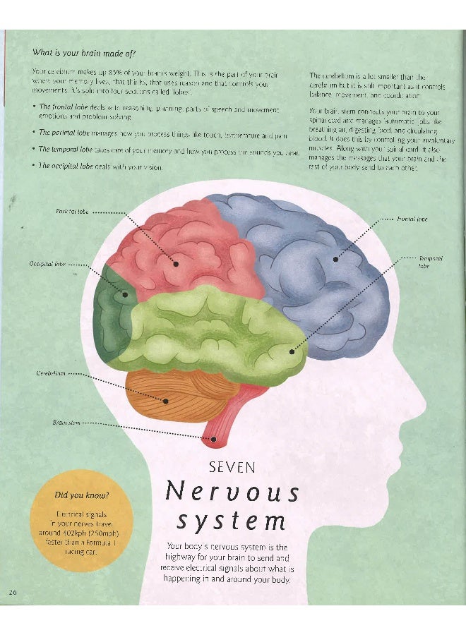 Humanantomy : How The Body Works Hardcover English by Nicola Edwards - Image 5
