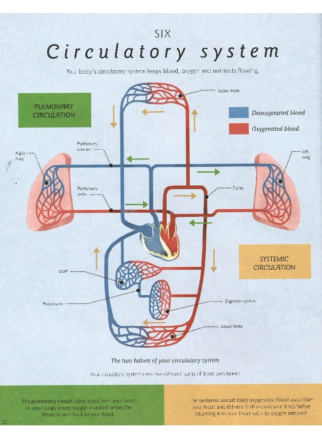 Humanantomy : How The Body Works Hardcover English by Nicola Edwards - Image 4