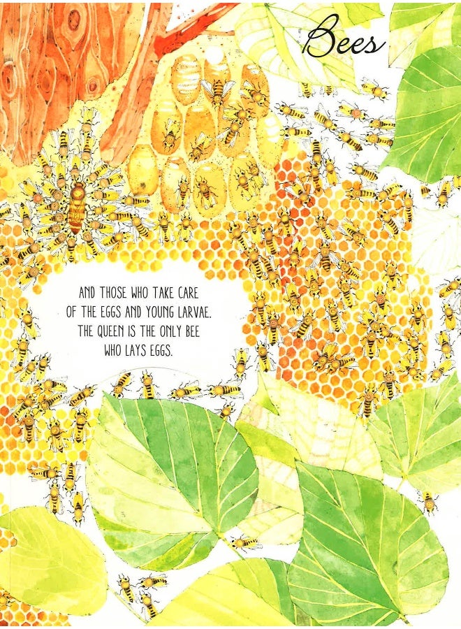 Lift The Flaps: Discover The World Of Bugs Hardcover English by Margherita Borin - Image 4