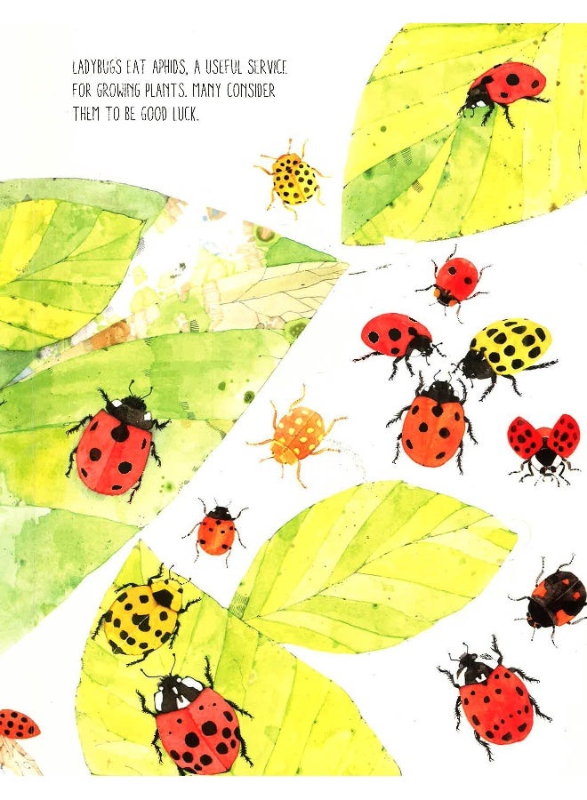 Lift The Flaps: Discover The World Of Bugs Hardcover English by Margherita Borin - Image 5