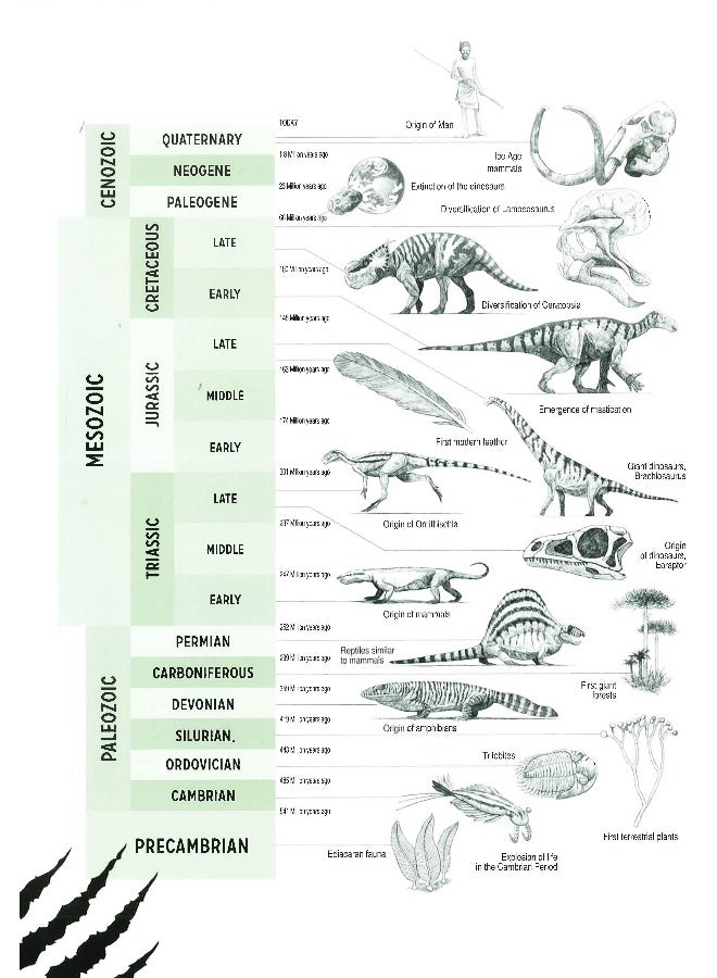 Herbivorous Dinosaurs Paperback English by Giuseppe Brillante - Image 4