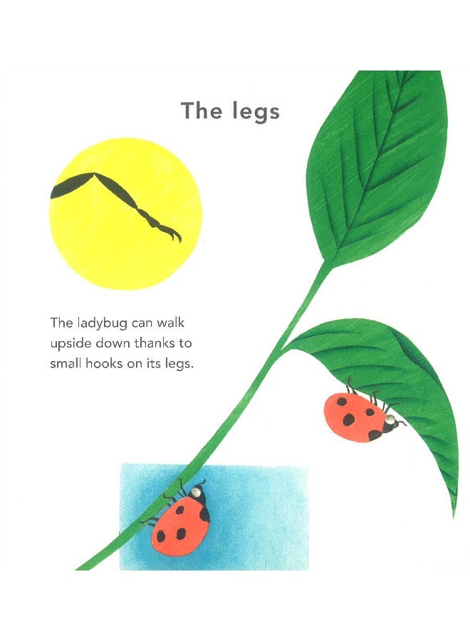 The Ladybug Hardcover English by Bernadette Gervais - 07 Mar 2017 - Image 4