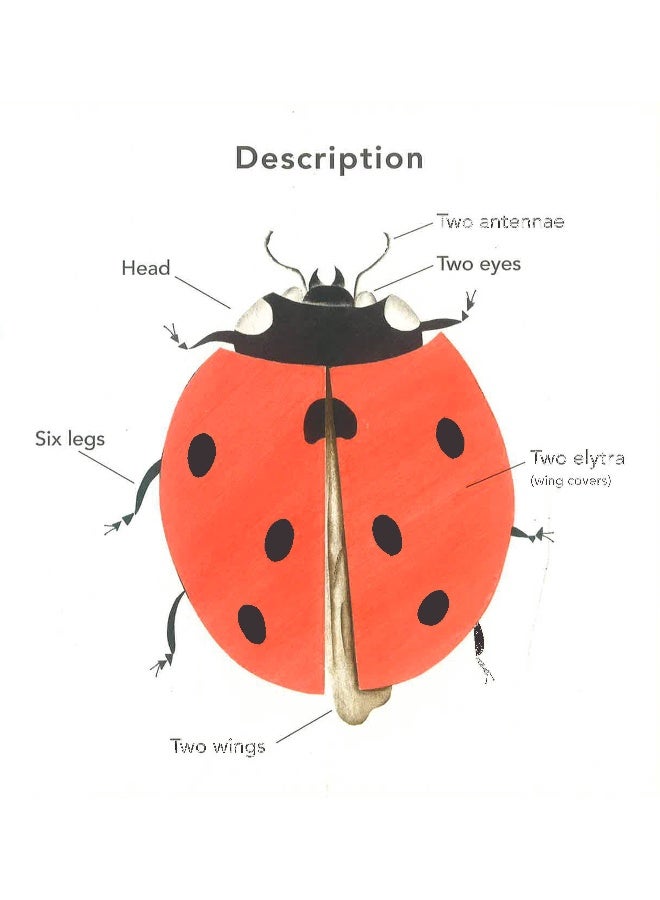 The Ladybug Hardcover English by Bernadette Gervais - 07 Mar 2017 - Image 3