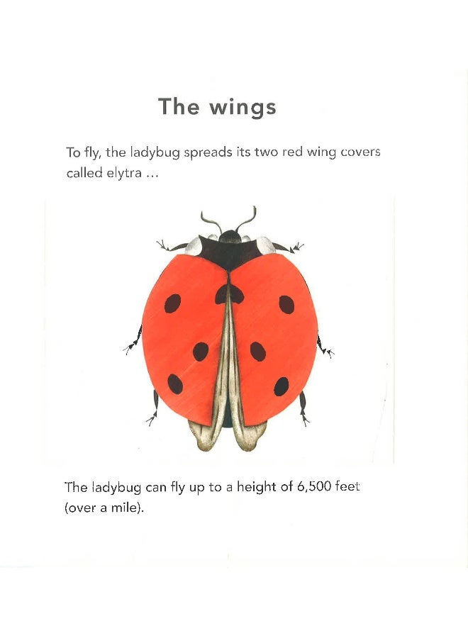 The Ladybug Hardcover English by Bernadette Gervais - 07 Mar 2017 - Image 5