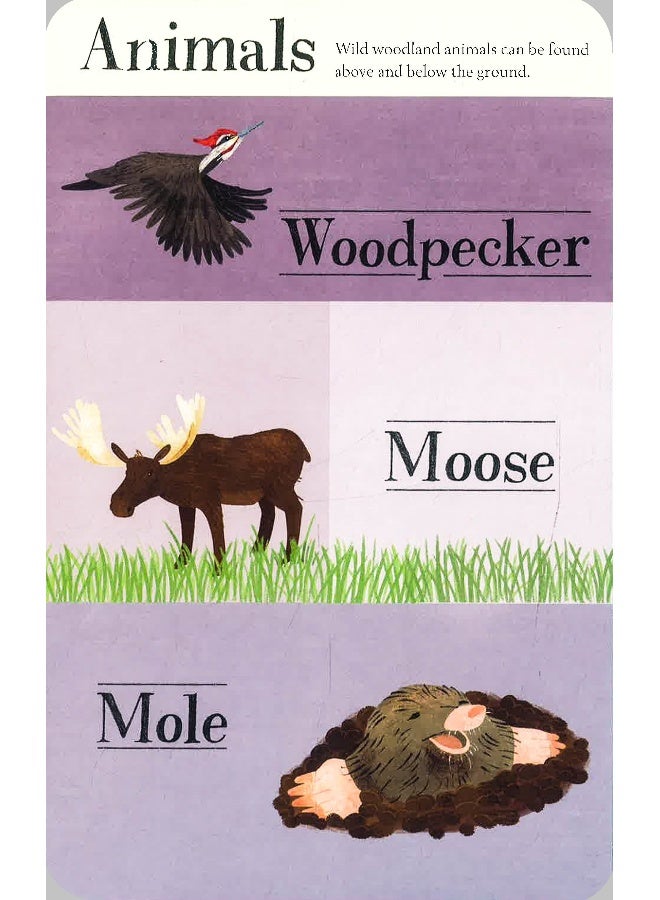 Hidden World: Forest Hardcover English by Libby Walden - Image 4