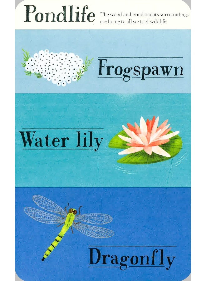 Hidden World: Forest Hardcover English by Libby Walden - Image 5