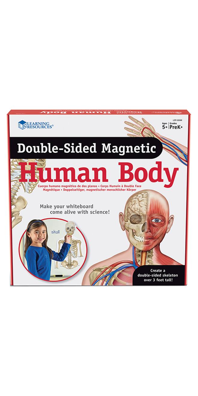 Learning Resources Double-Sided Magnetic Human Body - Image 1