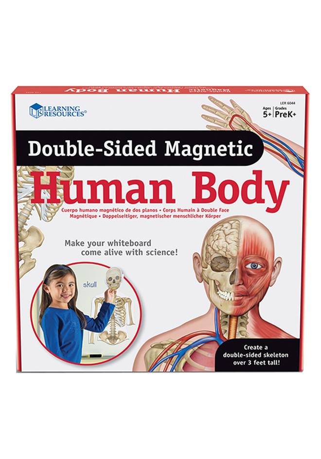 Learning Resources Double-Sided Magnetic Human Body - Image 1