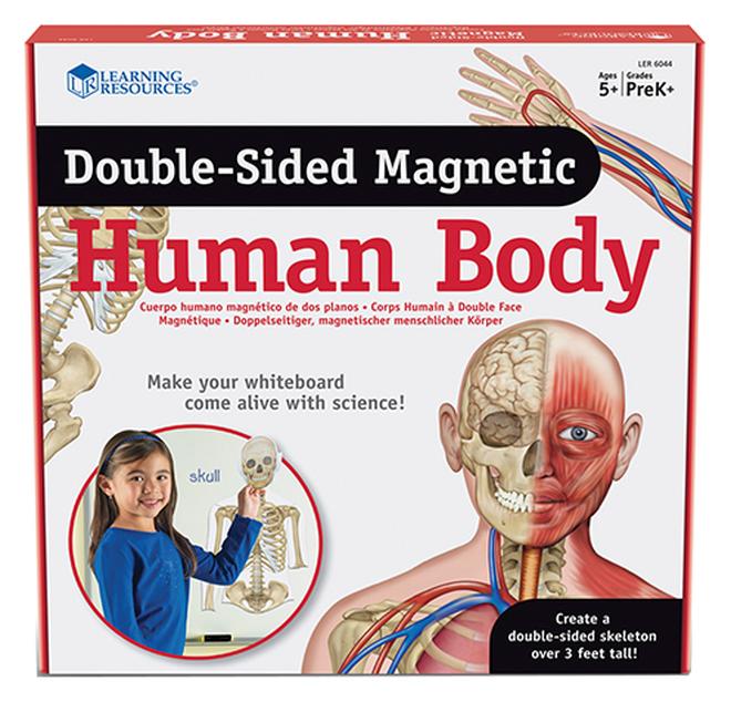 Learning Resources Double-Sided Magnetic Human Body - Image 1