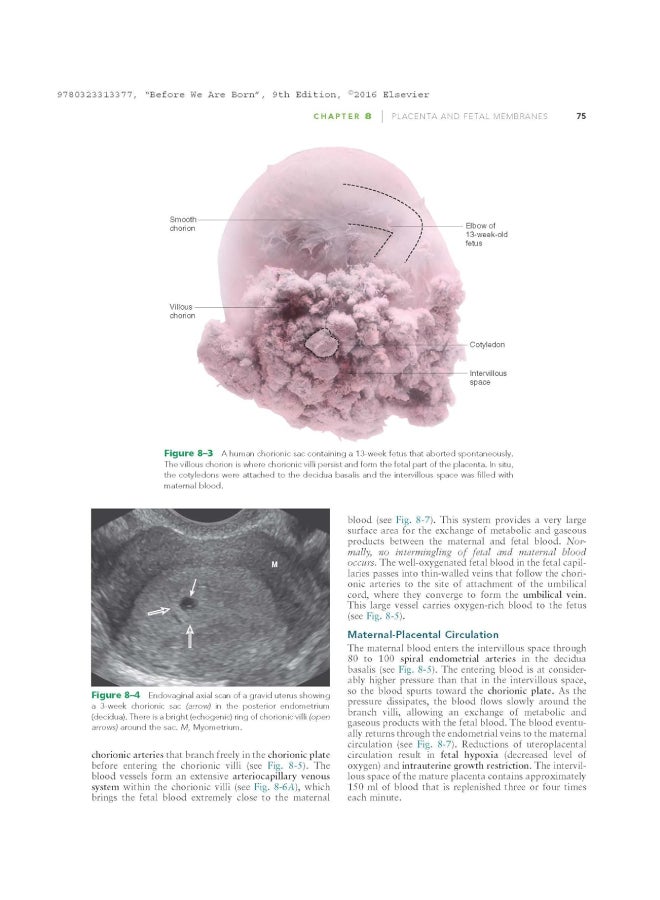 قبل أن نولد: أساسيات علم الأجنة وعيوب الولادة - Image 2