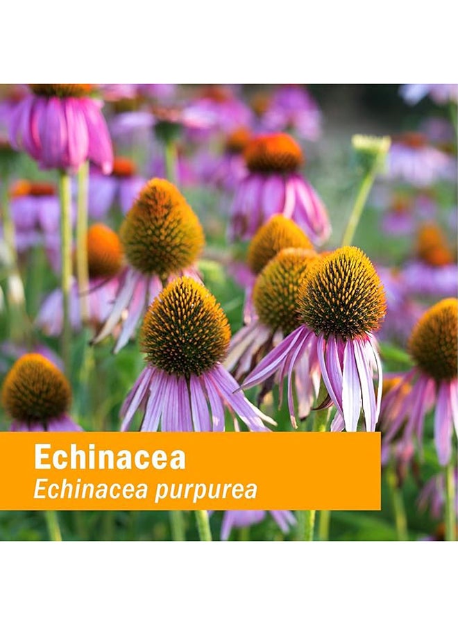 HERB PHARM Kids Echinacea Immune System Support Herbal Supplement Orange Flavor Alcohol Free 30Ml - Image 4