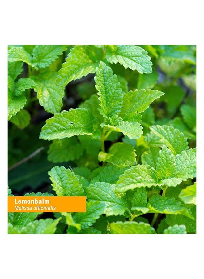 Lemon Balm Nervous System Support Herbal Supplement Calming Alcohol Free 30Ml