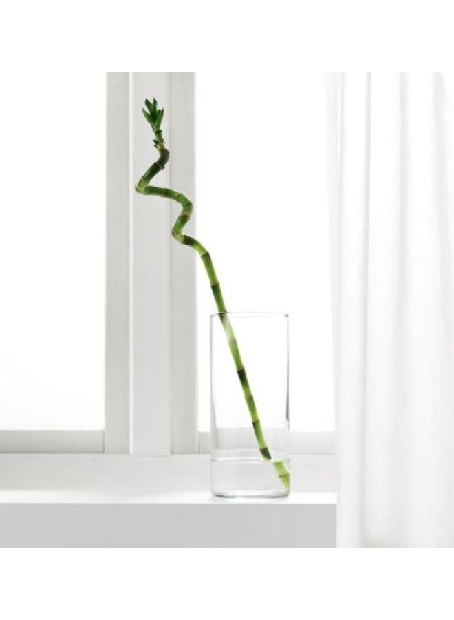 نبات الخيزران الحلزوني أخضر 45سم - Image 3