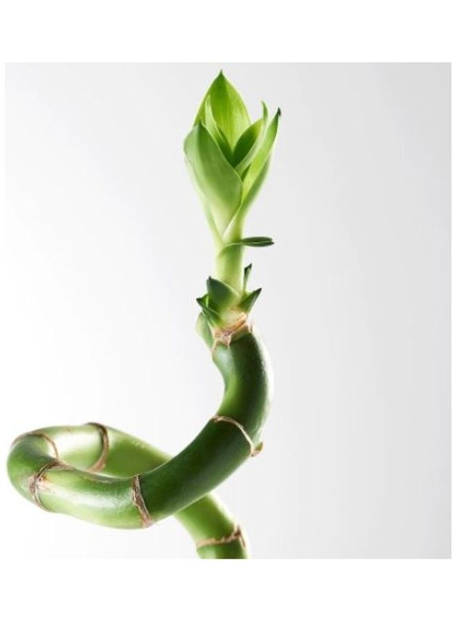 نبات الخيزران الحلزوني أخضر 45سم - Image 2