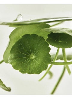 Beauty of Joseon Light On Facial Serum Centella Plus Vita C 30ml  - Image 2