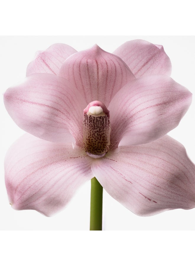 CALVIN KLEIN Euphoria Eau De Toilette 30ml - Image 5