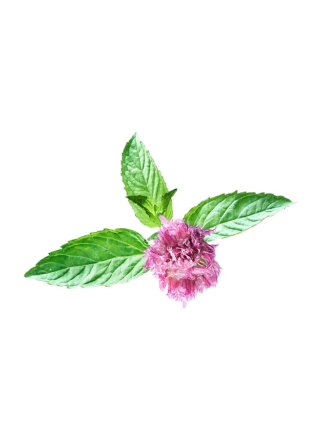 آفون جل استحمام نعناع الماء من سينسز 500 مل - Image 2