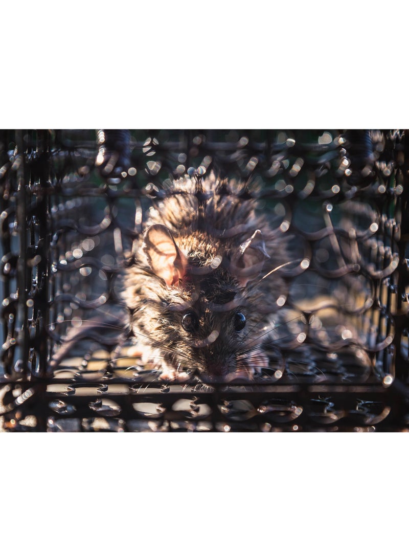 إي سي في في ECVV Humane Rat Trap, Live Mouse Rat Trap Cage, Thicken Steel Mice Traps for Small Rodent Animals, for Indoor and Outdoor..28x14x14 cm  - Image 3