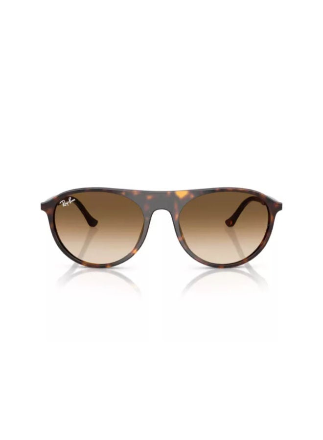 راي بان Women's Full-rimed Aviator Sunglasses 2215, 56, 902, 51 - Image 1