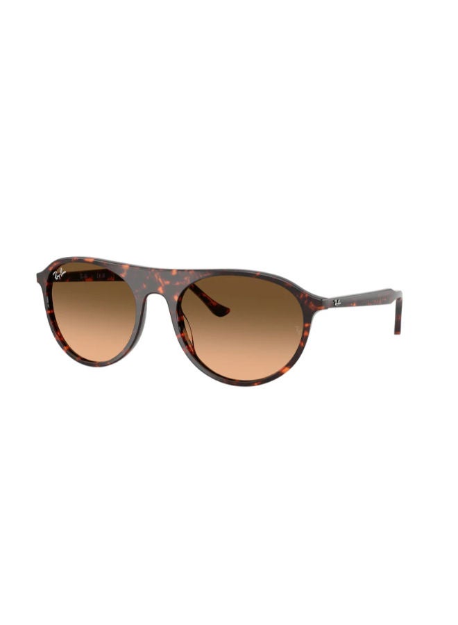 راي بان Full-rimed Aviator Sunglasses 2215, 56, 1429, 3B - Image 1