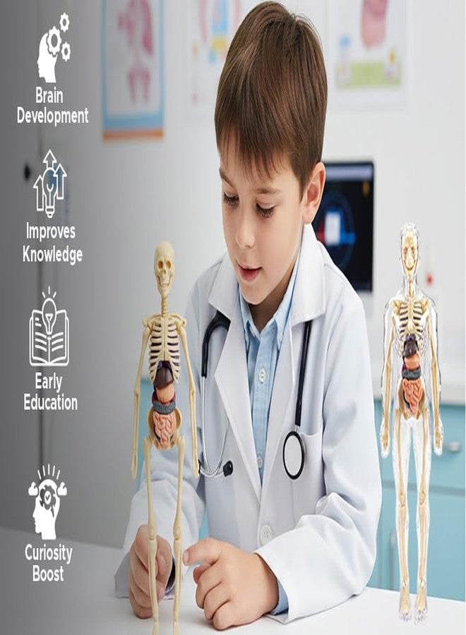 BRAVIADECOR Bravia Human Body Model Toy for Kids Children Detachable Internal Organs, 3D Encyclopedia Figure for Science Education, Transparent Structure for Students Medical - Image 5