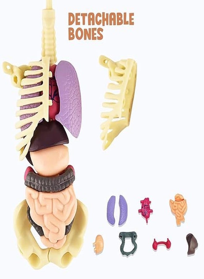 BRAVIADECOR Bravia Human Body Model Toy for Kids Children Detachable Internal Organs, 3D Encyclopedia Figure for Science Education, Transparent Structure for Students Medical - Image 2