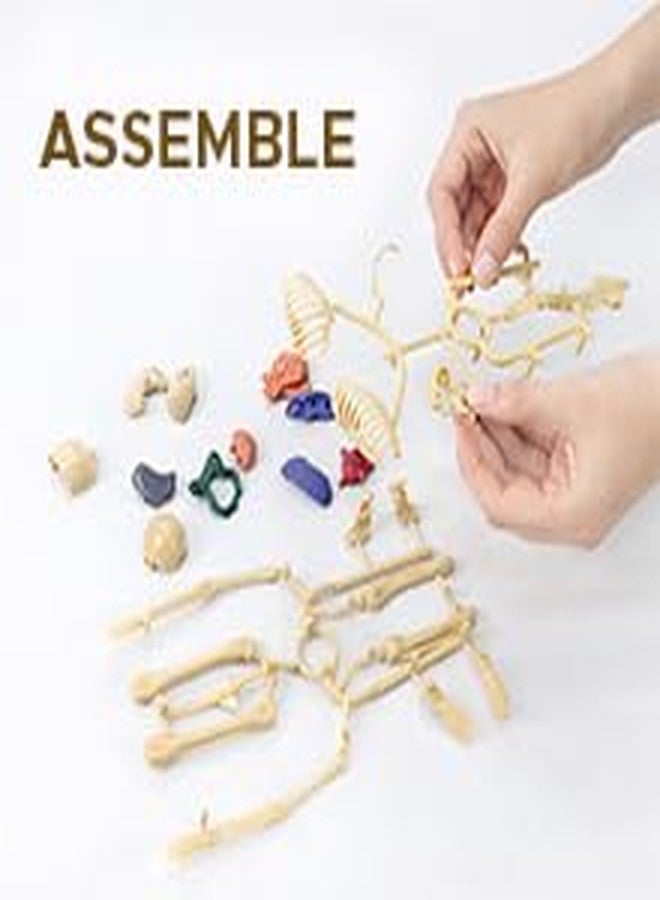 BRAVIADECOR Bravia Human Body Model Toy for Kids Children Detachable Internal Organs, 3D Encyclopedia Figure for Science Education, Transparent Structure for Students Medical - Image 4