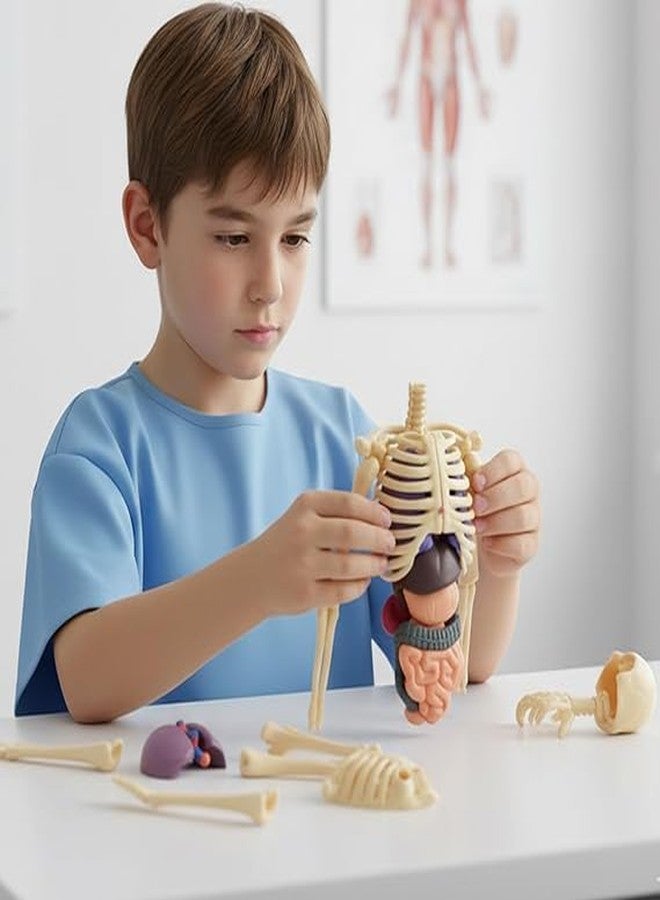 BRAVIADECOR Bravia Human Body Model Toy for Kids Children Detachable Internal Organs, 3D Encyclopedia Figure for Science Education, Transparent Structure for Students Medical - Image 3