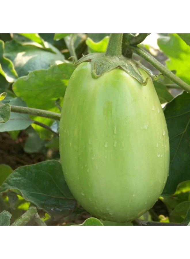 200PCS Green Eggplant Seeds For Home Gardening Hybrid Plant Vegetable Brinjal Big Green Eggplant - Image 1