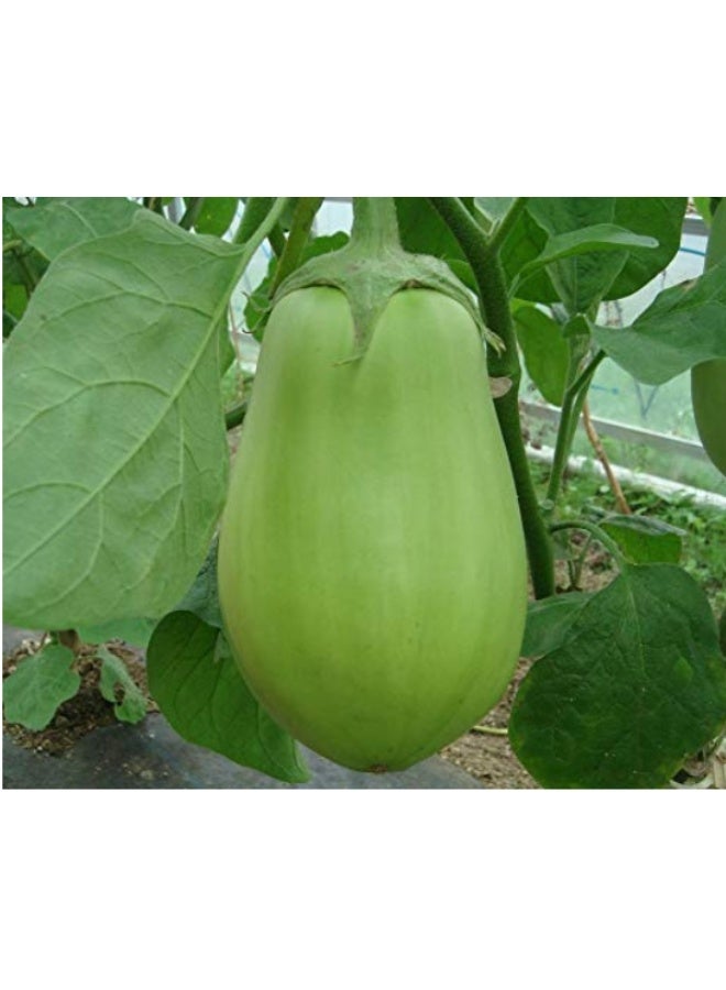 200PCS Green Eggplant Seeds For Home Gardening Hybrid Plant Vegetable Brinjal Big Green Eggplant - Image 2