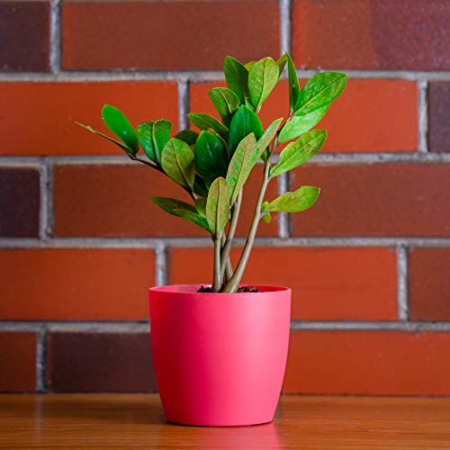garbnoire Gardening Flower Pots - 5 Inch Plastic Flower Pots | Modern Decorative Indoor Outdoor Planters/Pots - Pack of (5, Pastel Pink) - Image 1