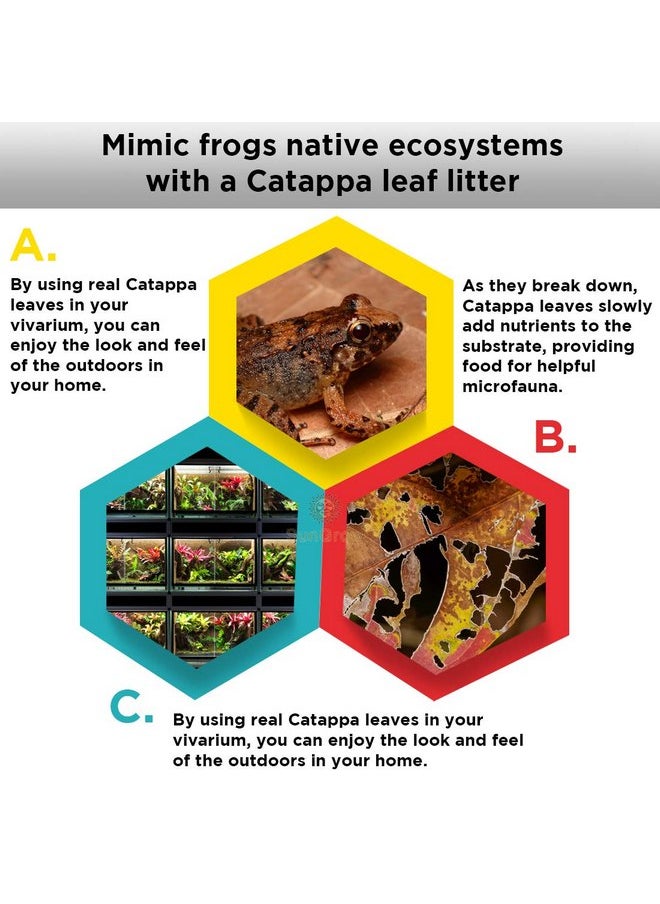 قمامة أوراق كاتابا الصغيرة من صن جرو للضفادع، تزيد من الرطوبة، أرض صيد مثالية للضفادع الشرسة، تجعل التراريوم يشعر وكأنه منزل، سهلة الصيانة، ضرورية لضفادع السهام، 100 قطعة - pzsku/Z000F978EA8CD3CA7B144Z/45/_/1737031430/794eed61-e01a-4624-8c0f-130c925462c7
