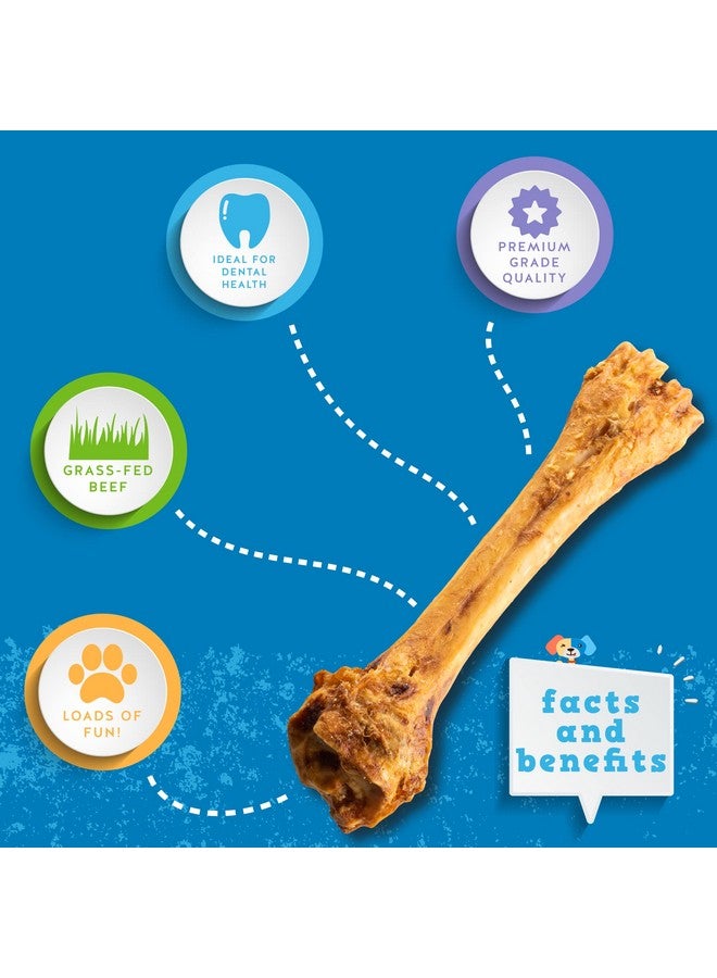 Jack&Pup Roasted Meaty Beef Shin Bone Dog Treats  811” Long Lasting All Natural Gourmet & Healthy Dog Bone Treat Chews  Savory Smoked Beef Flavor (3 Pack) - Image 3