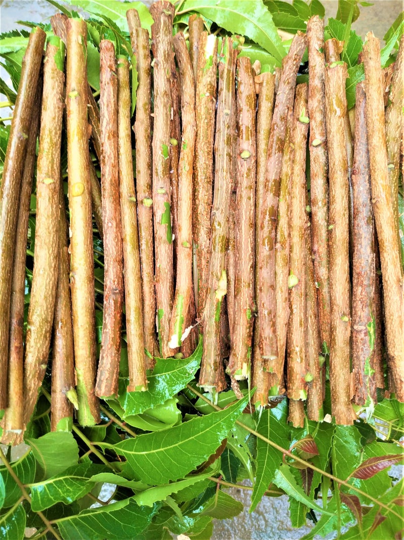 SIVSENKAR ARGANICS FULLY ORGANIC AYURVEDIC AND MEDICINAL NATURAL NEEM VEPA AJARDICA INDICA DATUN STICKS TWING STICKS FOR CONTROL DIABETIES AND COMPLETE ORAL CARE PACK OF 50 STICKS.