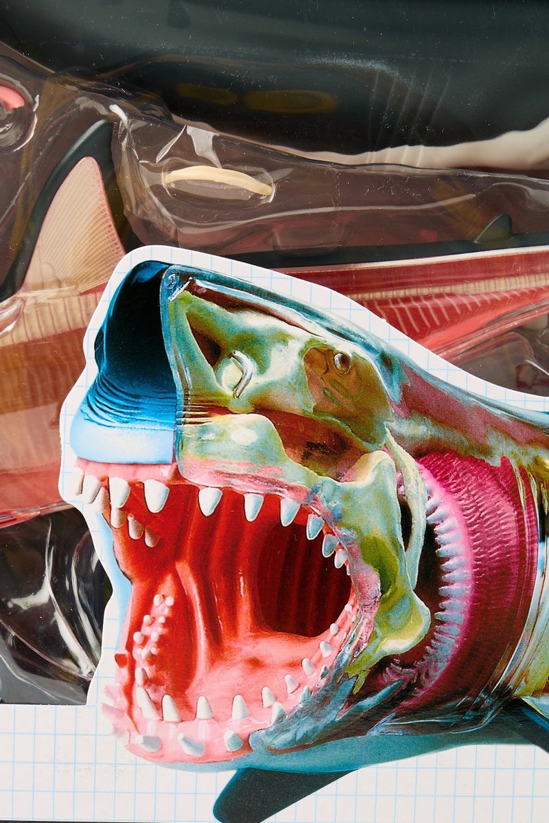 4D Master 20 Pcs 4D Vision Great White Shark Anatomy - Image 5