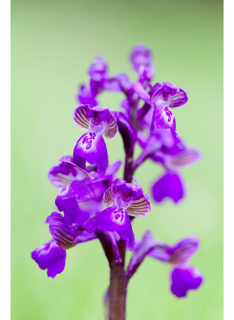 vsell24 3-Pack Exquisite Blooms February Orchid Flower Seeds for a Stunning and Vibrant Garden Display - Image 4