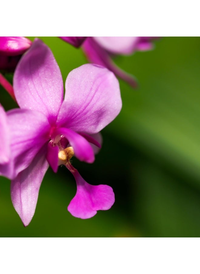 vsell24 3-Pack Exquisite Blooms February Orchid Flower Seeds for a Stunning and Vibrant Garden Display - Image 2