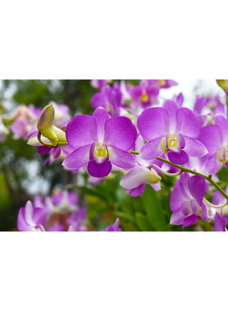 vsell24 3-Pack Exquisite Blooms February Orchid Flower Seeds for a Stunning and Vibrant Garden Display - Image 1