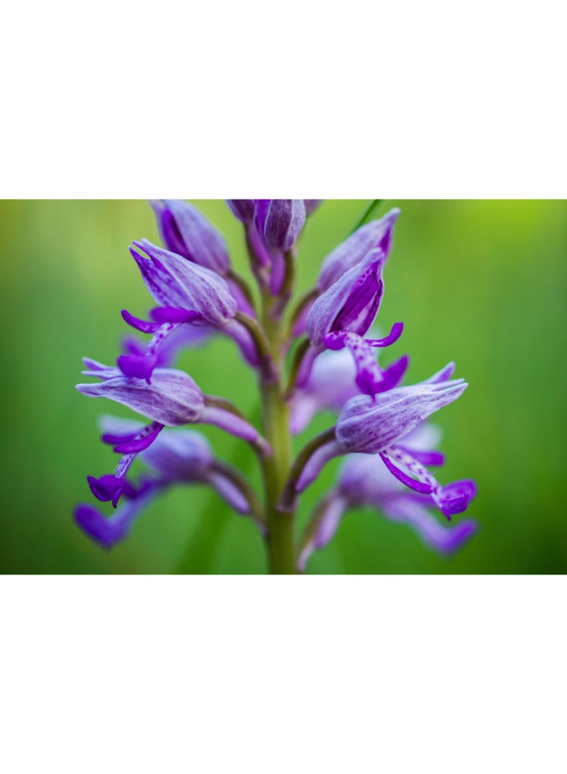 vsell24 3-Pack Exquisite Blooms February Orchid Flower Seeds for a Stunning and Vibrant Garden Display - Image 3