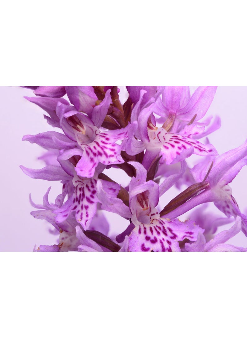 vsell24 3-Pack Exquisite Blooms February Orchid Flower Seeds for a Stunning and Vibrant Garden Display - Image 5
