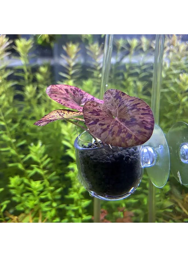 3 Pcs Acrylic Aquarium Water Grass Cup with Suction Cup 2 In 1 Aquatic Plant Pot Rack Red Worm Feeder Fish Tank Feeding Cup Small - Image 5