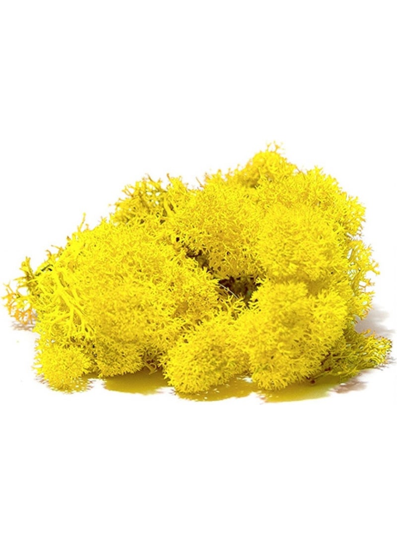 Moss Yellow - pzsku/Z0037DE27ACF094A7B459Z/45/_/1728630965/46829791-0dd1-42e6-8a6c-bfbbcabf0378