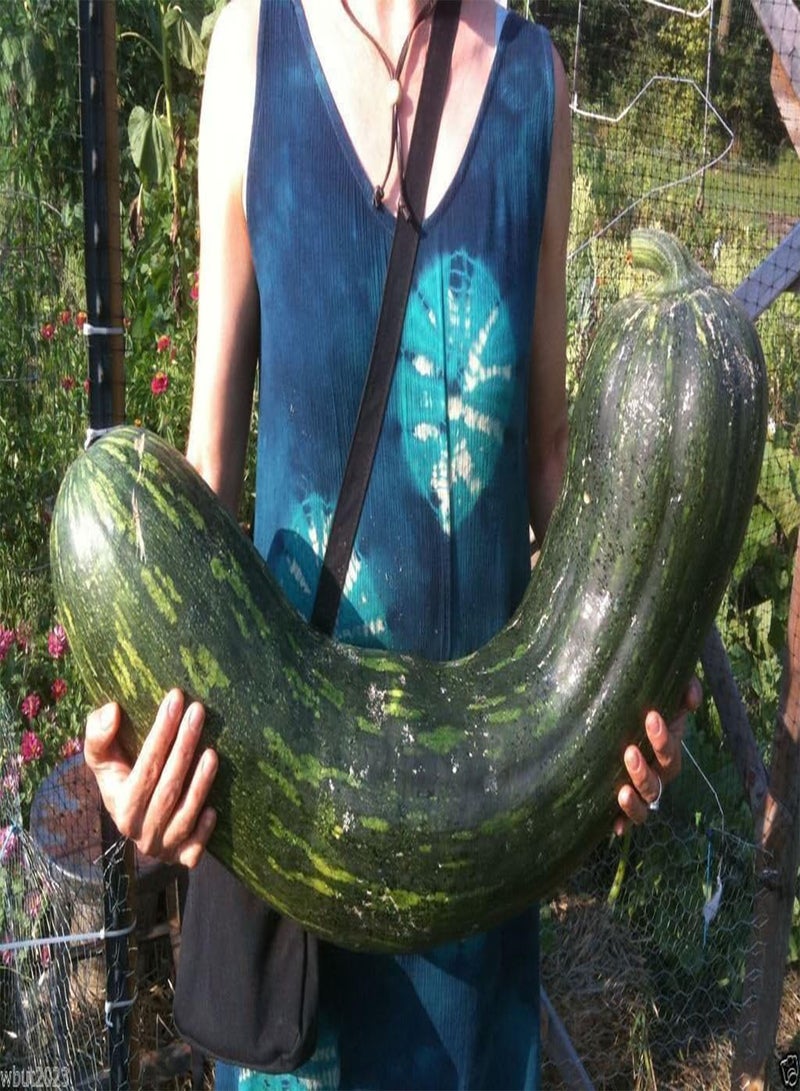 GGOOT Winter Squash,Naples Long - Pumpkin/Squash Seed - Heirloom, Open Pollinated !(100 Seeds) - Image 1