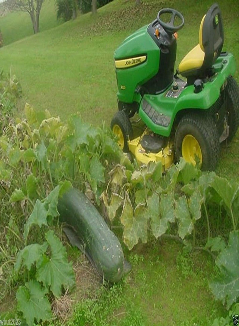 GGOOT Winter Squash,Naples Long - Pumpkin/Squash Seed - Heirloom, Open Pollinated !(100 Seeds) - Image 2