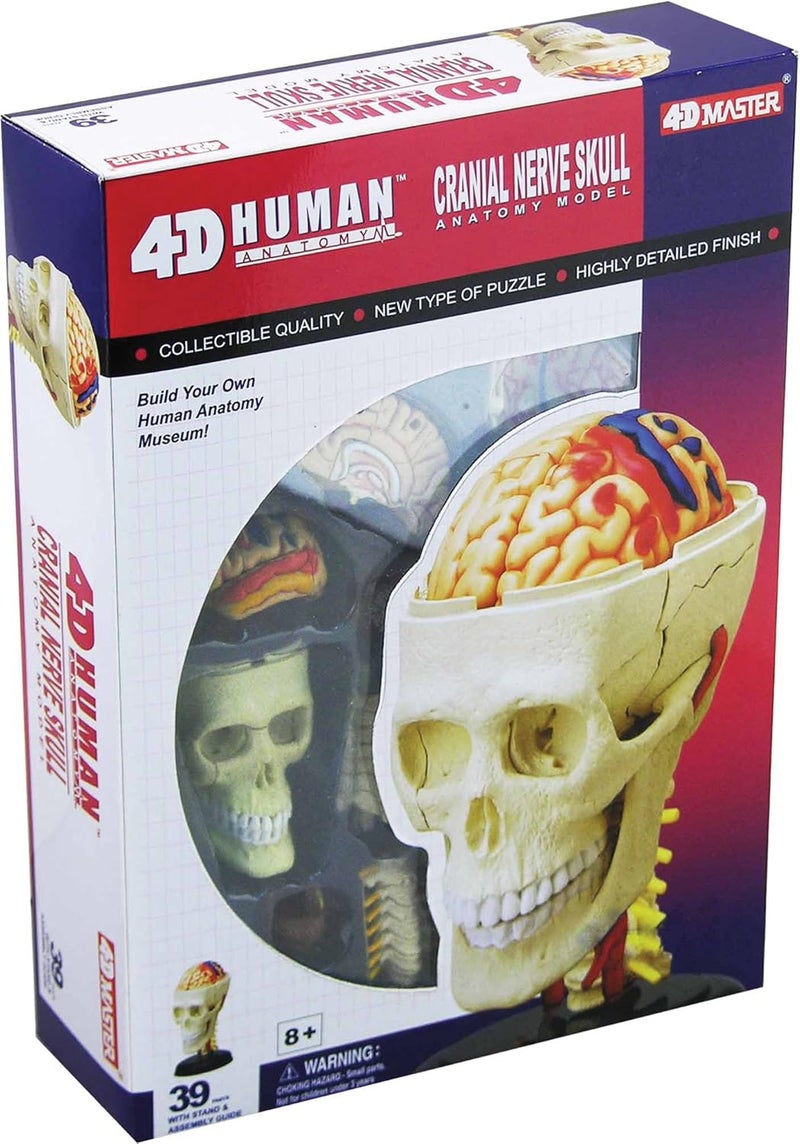 TEDCO Human Anatomy Skull Model with Detachable Parts - Educational Tool for Anatomy and Biology - Image 2