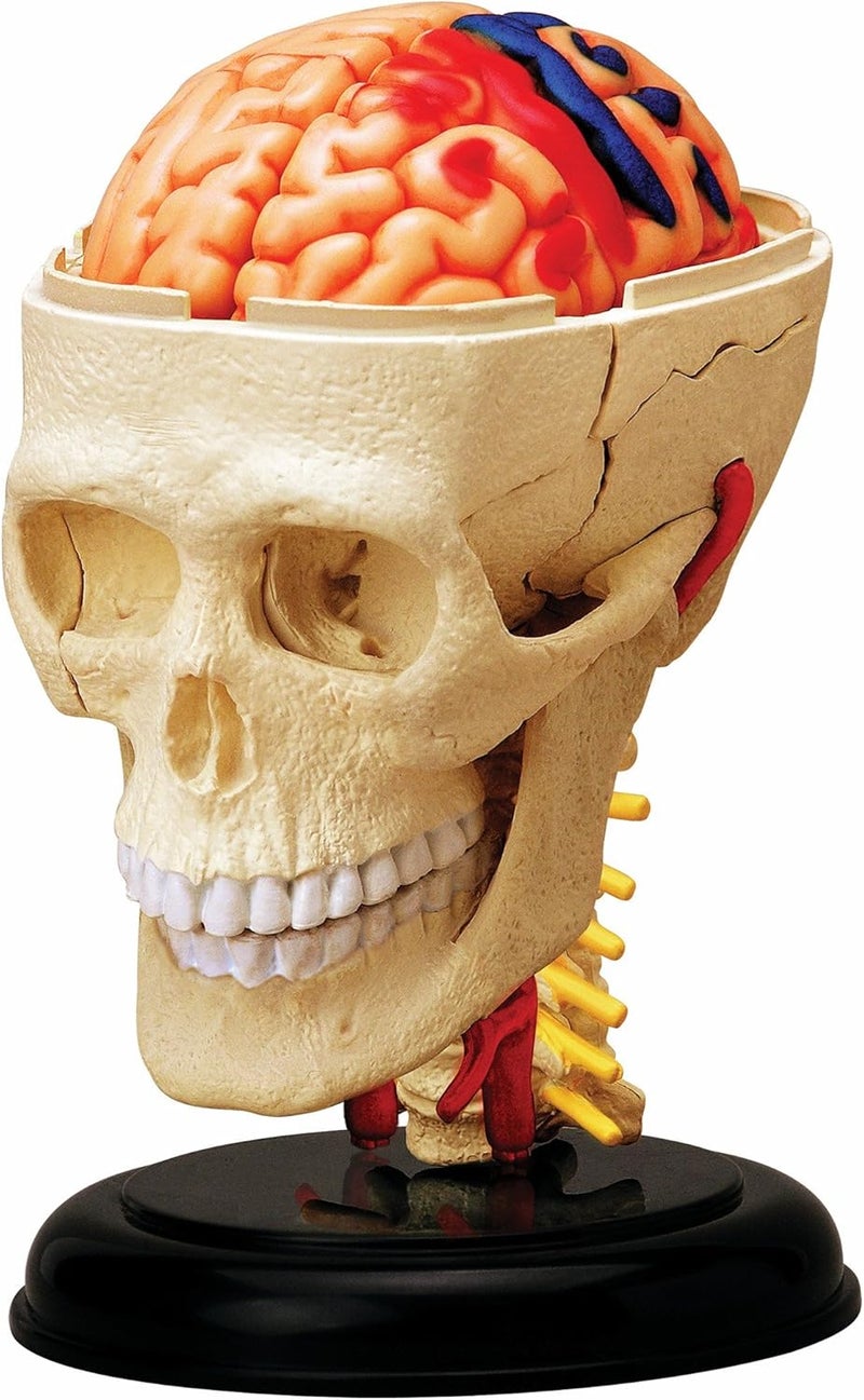 TEDCO Human Anatomy Skull Model with Detachable Parts - Educational Tool for Anatomy and Biology - Image 1