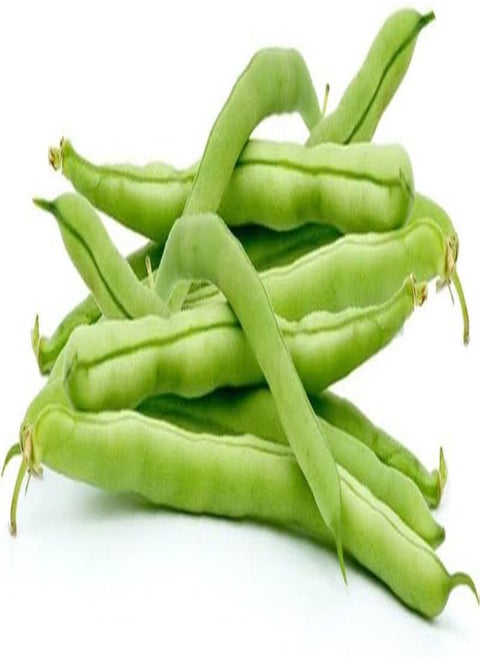 Tendergreen Green Bean Seeds, Pole Bean Organic Non-GMO, Open Pollinated Vegetable 20 Seeds ~ High-yielding!!! No Need Trellis!!