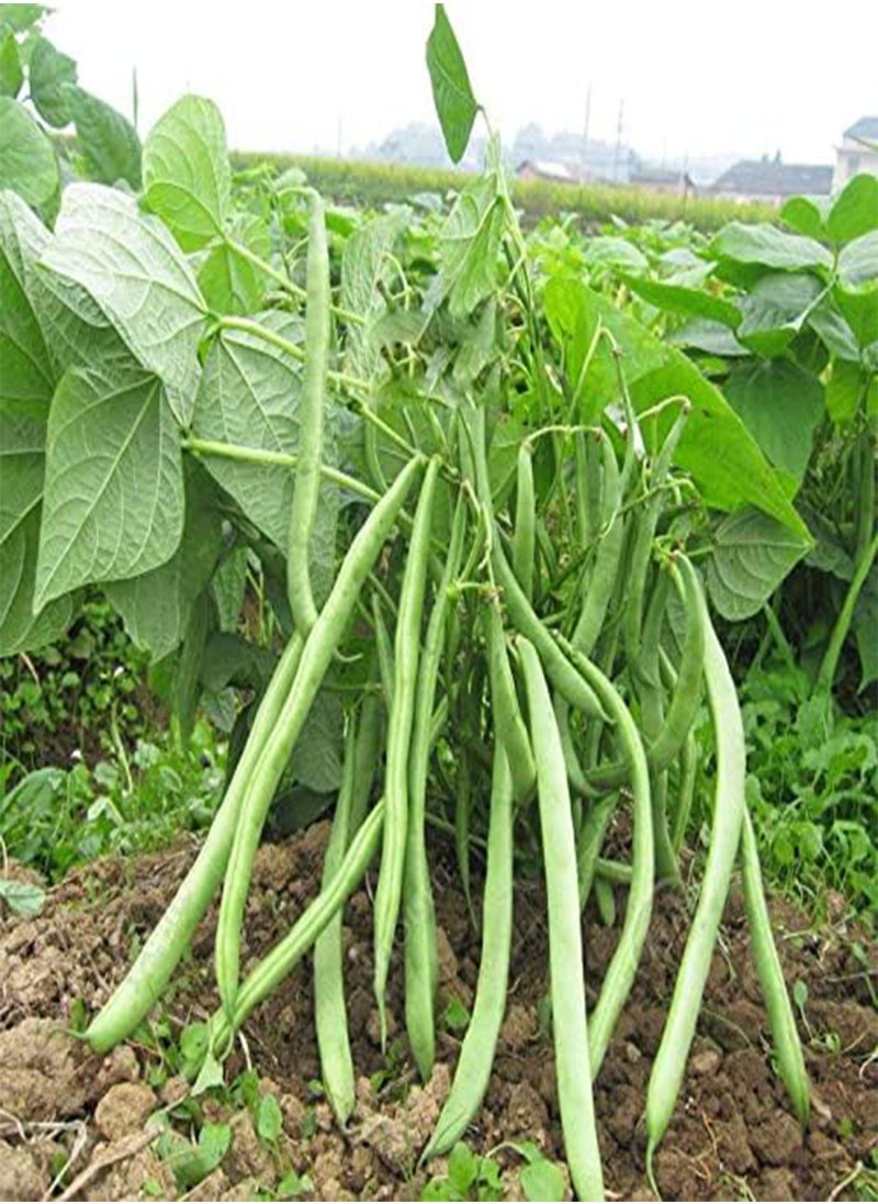 GGOOT - Tendergreen Green Bean Seeds, Pole Bean Organic Non-GMO, Open Pollinated Vegetable 20 Seeds ~ High-yielding!!! No Need Trellis!! - Image 1